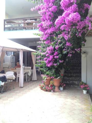 Фотографии Гостевой дом Guest House Sakura г. Гагра Гагрский район (Абхазия) №5 Фото Гостевой дом Guest House Sakura г. Гагра 5