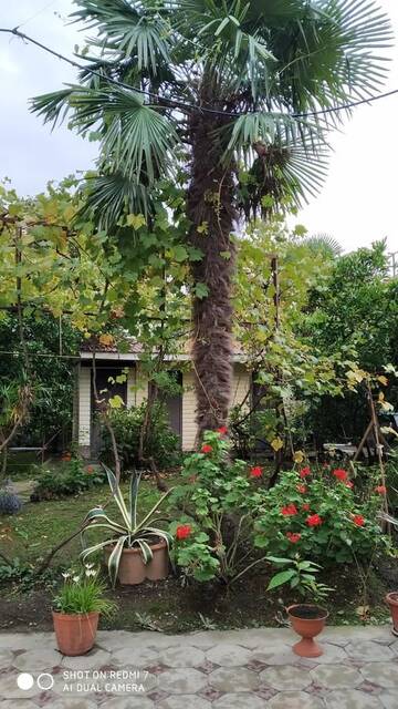 Фотографии Гостевой дом V gostyah u Emmy Guesthouse г. Гагра Гагрский район (Абхазия) №2 Фото Гостевой дом V gostyah u Emmy Guesthouse г. Гагра 2